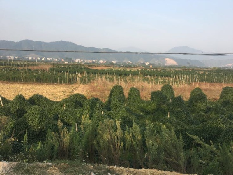 山药4~6厘米70~90厘米特级通货