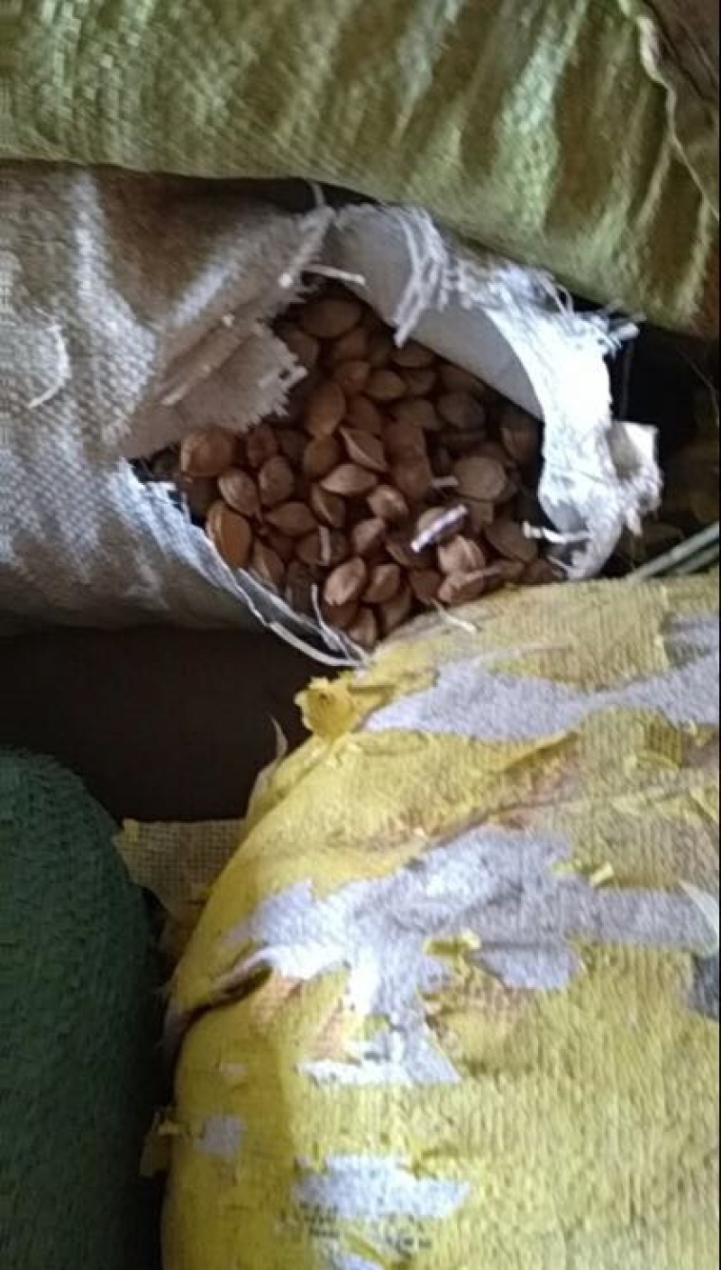 山杏仁一级