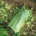 #热销推荐#芹菜，品质保证优良！大颗、中课，小颗