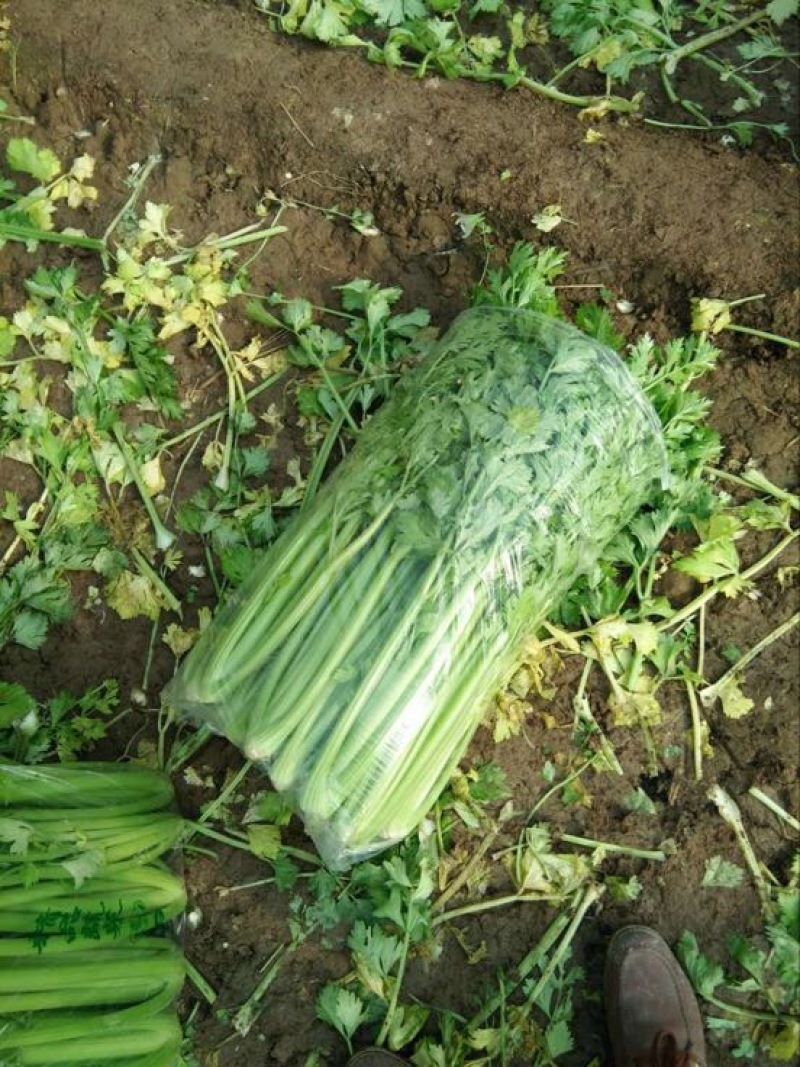 #热销推荐#芹菜，品质保证优良！大颗、中课，小颗