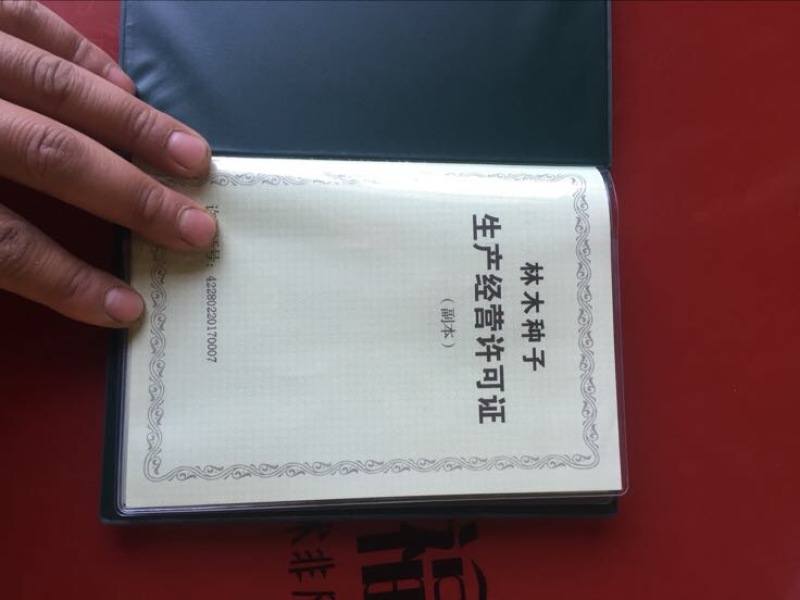 水杉种子，原生水杉母树产出的优质种子，发芽率高，包发芽