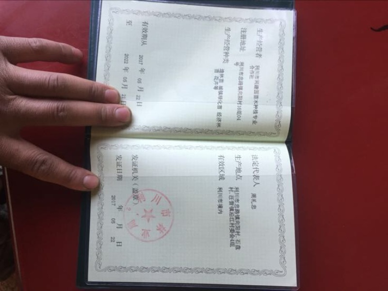 水杉种子，原生水杉母树产出的优质种子，发芽率高，包发芽