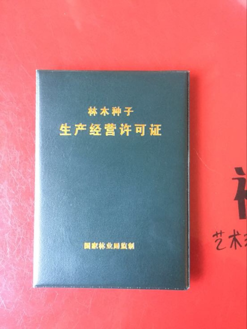 水杉种子，原生水杉母树产出的优质种子，发芽率高，包发芽