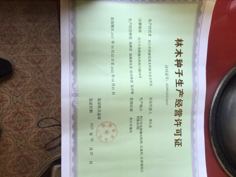 水杉种子，原生水杉母树产出的优质种子，发芽率高，包发芽