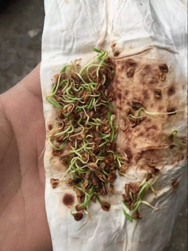 水杉种子，原生水杉母树产出的优质种子，发芽率高，包发芽