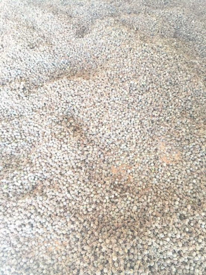 水杉种子，原生水杉母树产出的优质种子，发芽率高，包发芽