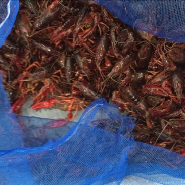 澳洲淡水小龙虾小龙虾主养6-8钱（30-40克）食用