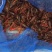 澳洲淡水小龙虾小龙虾主养6-8钱（30-40克）食用
