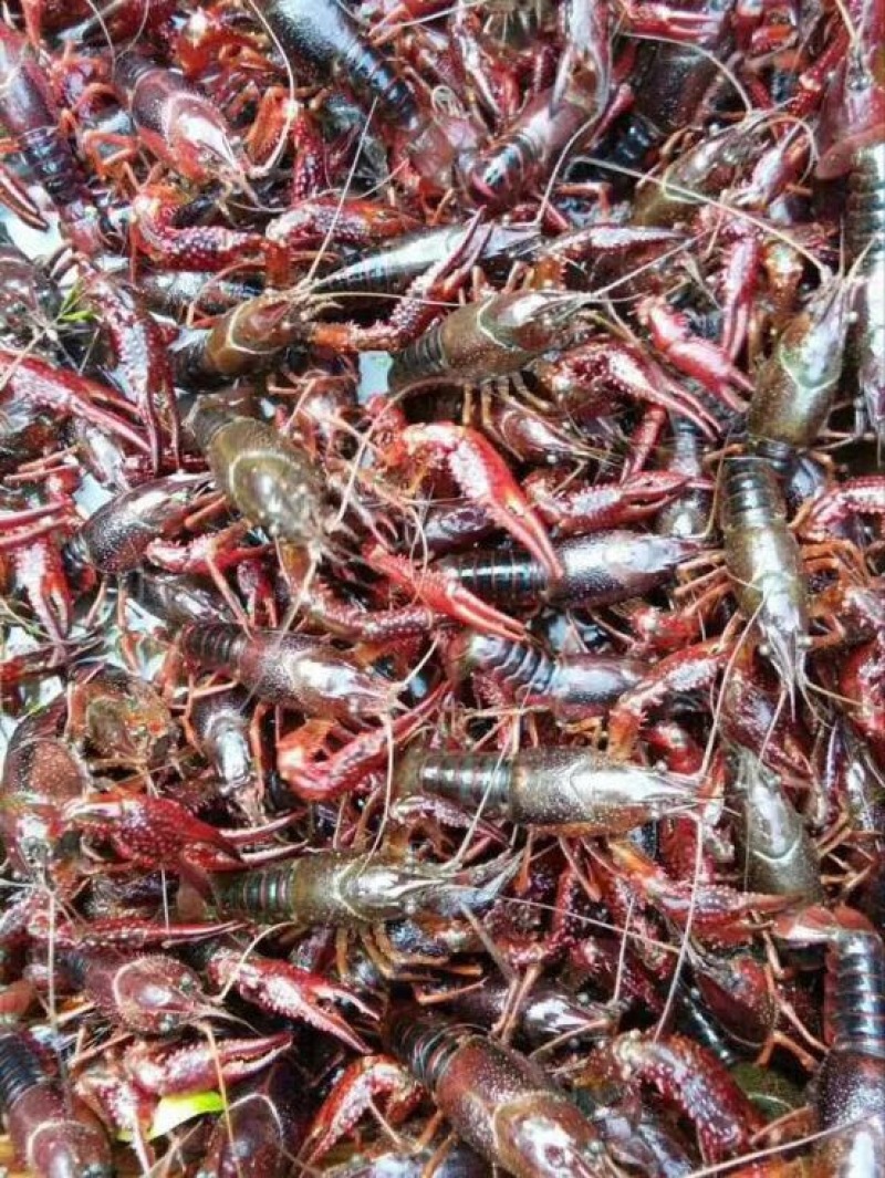 澳洲淡水小龙虾小龙虾主养6-8钱（30-40克）食用