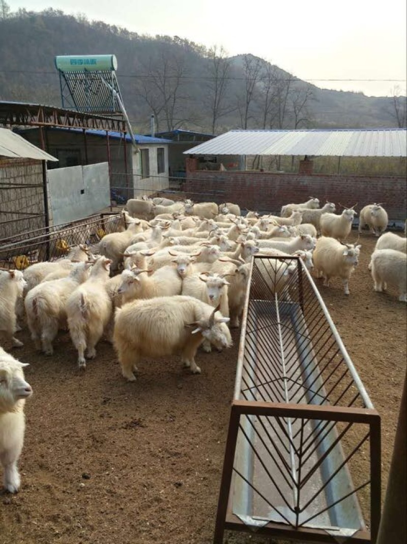 辽宁绒山羊30~40kg