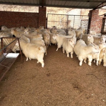 辽宁绒山羊30~40kg