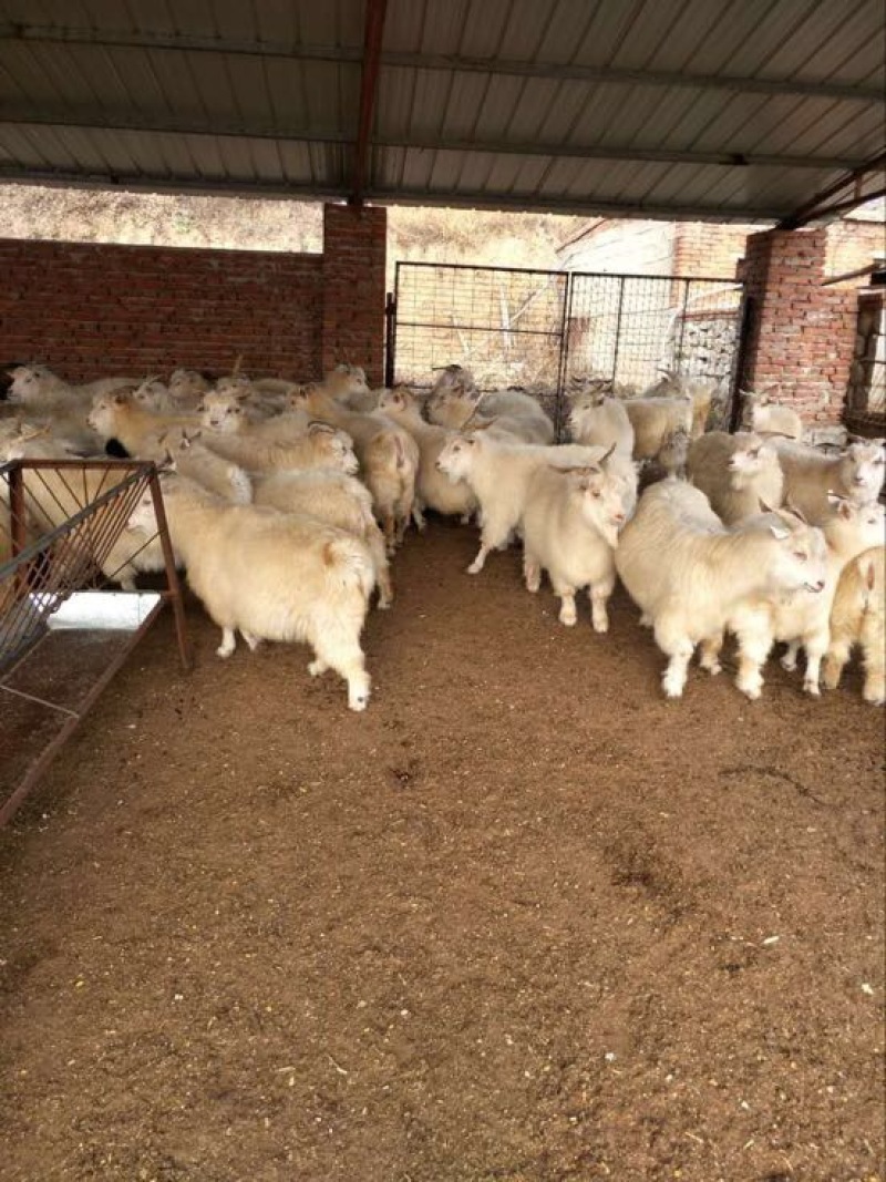 辽宁绒山羊30~40kg