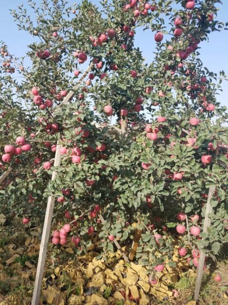 红色之爱苹果75mm以上光果