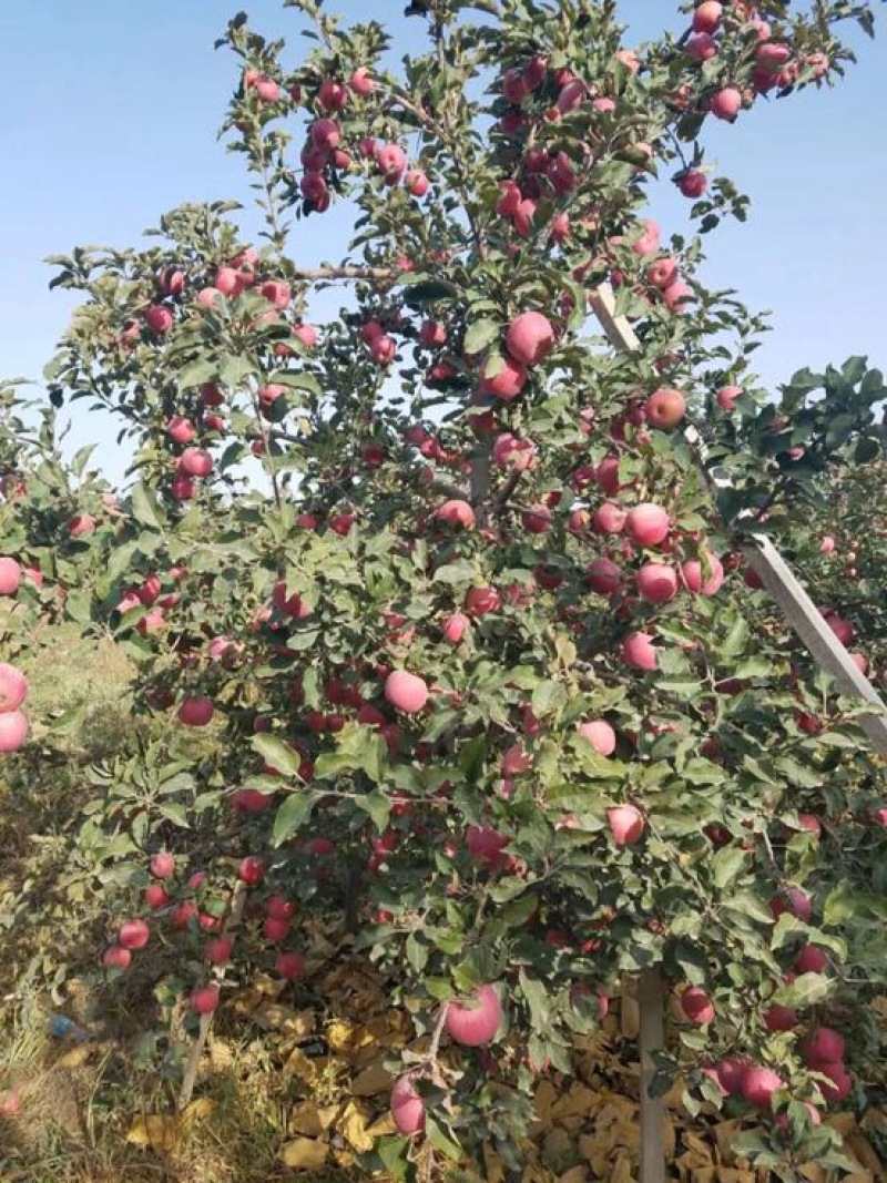 红色之爱苹果75mm以上光果