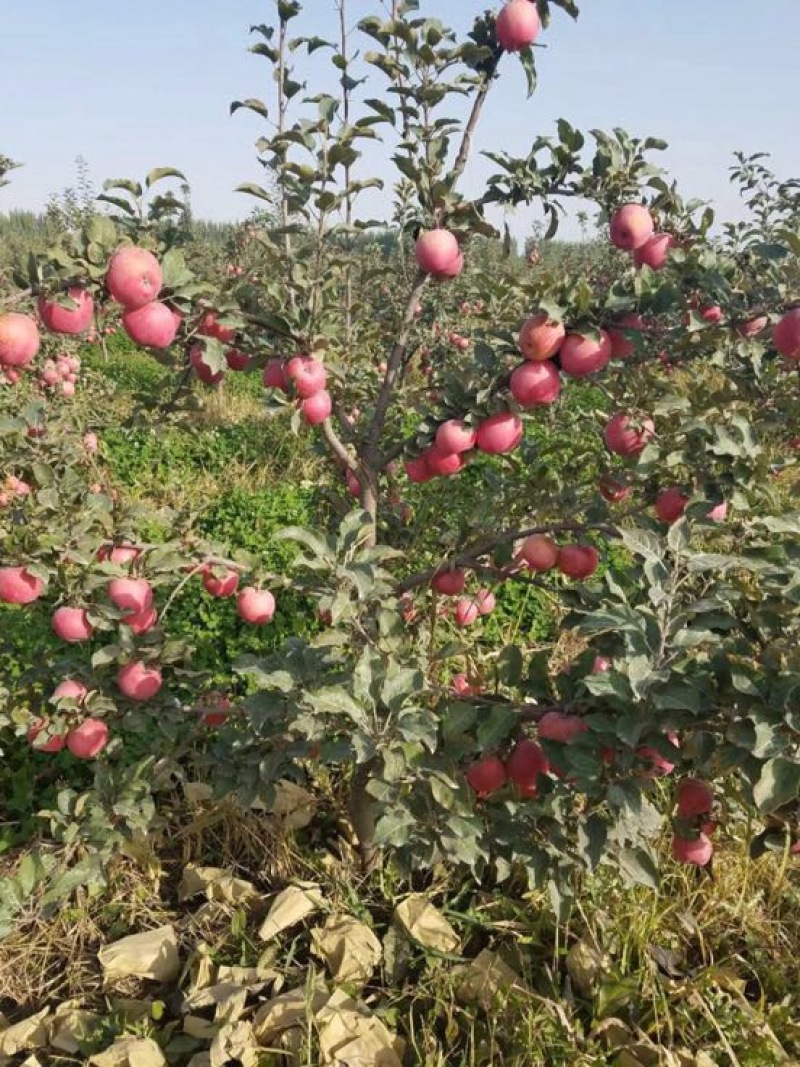 红色之爱苹果75mm以上光果