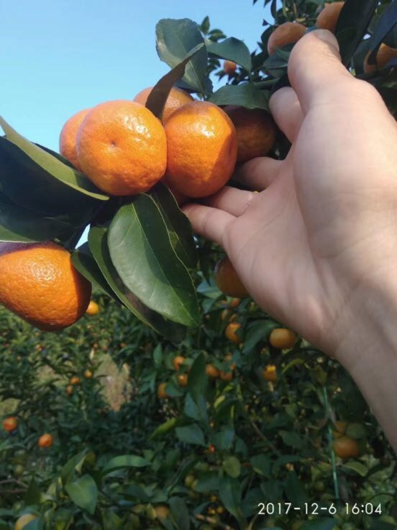 沙糖桔一级4~5cm