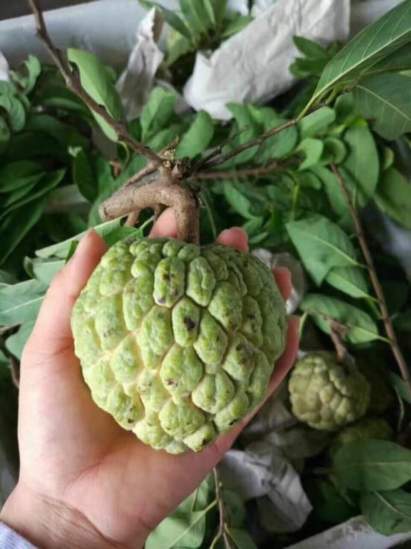 释迦一级250~300g