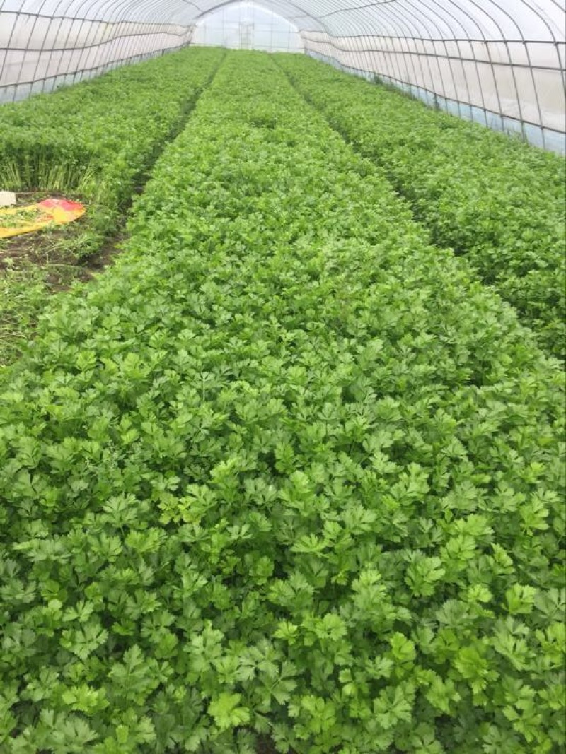 西芹40cm以上