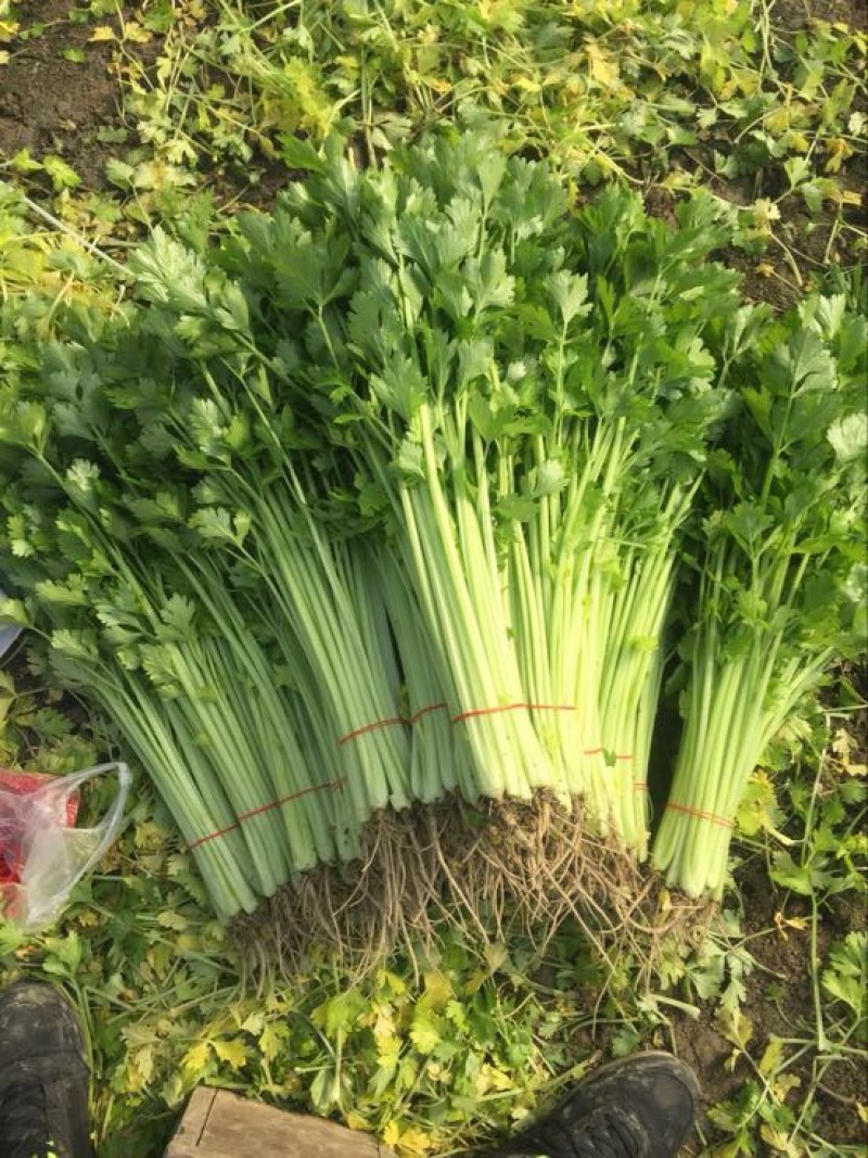 西芹40cm以上