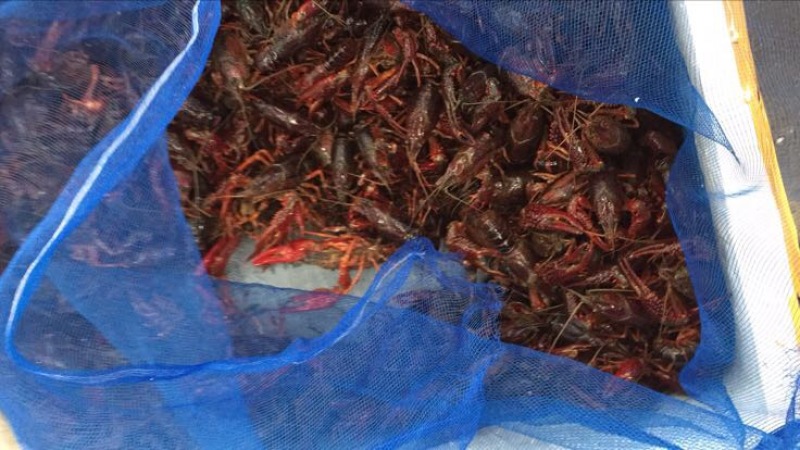 澳洲淡水小龙虾小龙虾主养2-4钱（10-20克）种苗
