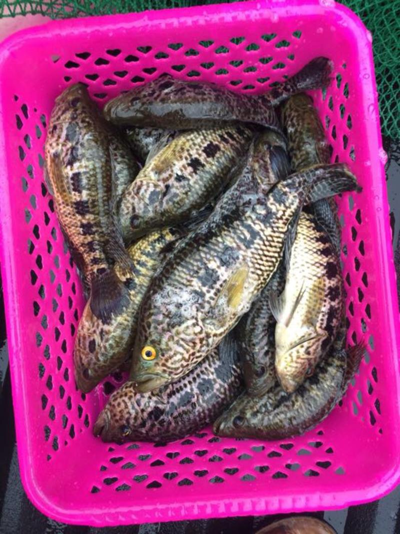 淡水石斑鱼0.4—0.9斤食用