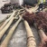 栾树14~16cm14~16cm3~3.5米