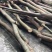 栾树14~16cm14~16cm3~3.5米