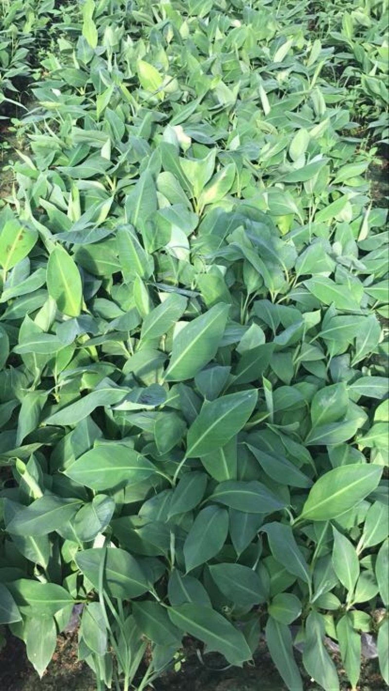 巴西威廉斯香蕉苗香蕉苗