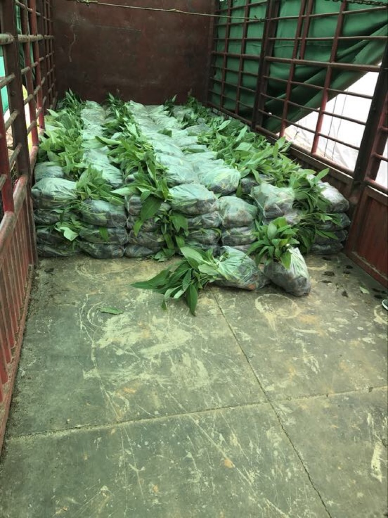 巴西威廉斯香蕉苗香蕉苗
