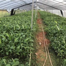 巴西威廉斯香蕉苗香蕉苗