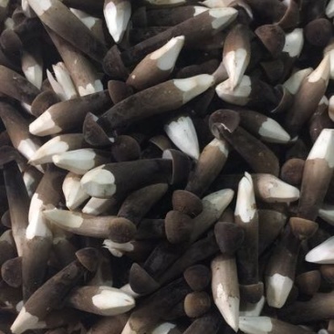 黑皮鸡枞种植基地山东四川云南种植技术鲜品干品基地直发