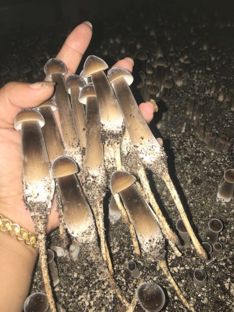 黑皮鸡枞种植基地山东四川云南种植技术鲜品干品基地直发