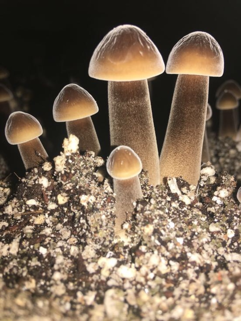 黑皮鸡枞种植基地山东四川云南种植技术鲜品干品基地直发