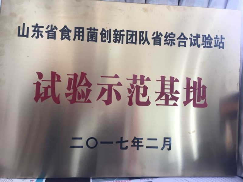 黑皮鸡枞种植基地山东四川云南种植技术鲜品干品基地直发