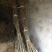 红心猕猴桃苗1~cm35~40cm嫁接苗