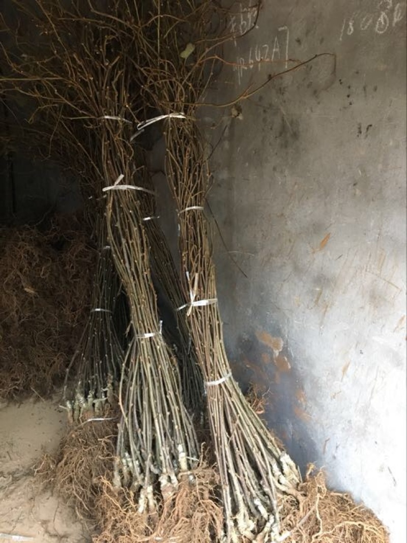 红心猕猴桃苗1~cm35~40cm嫁接苗