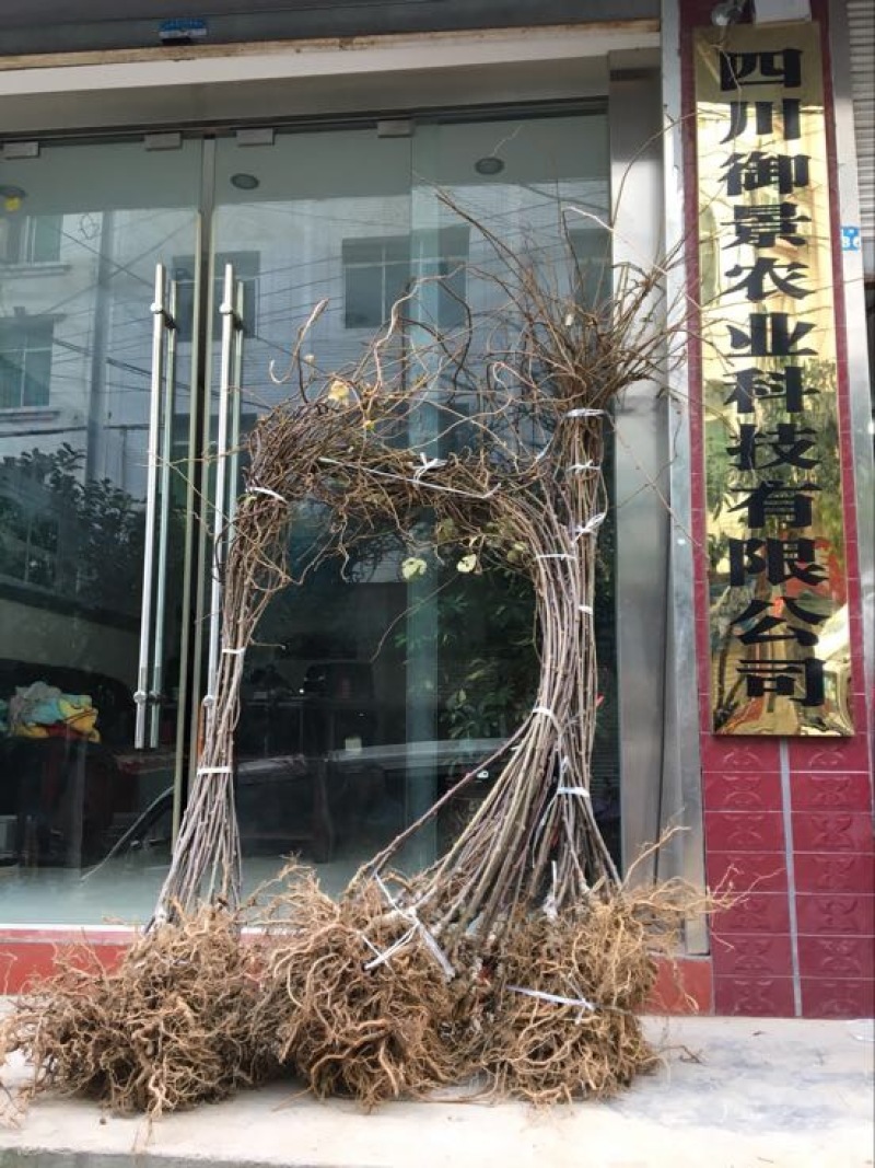 红心猕猴桃苗1~cm35~40cm嫁接苗