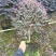 红花继木球60~70cm红花继木苗带土发货技术指导