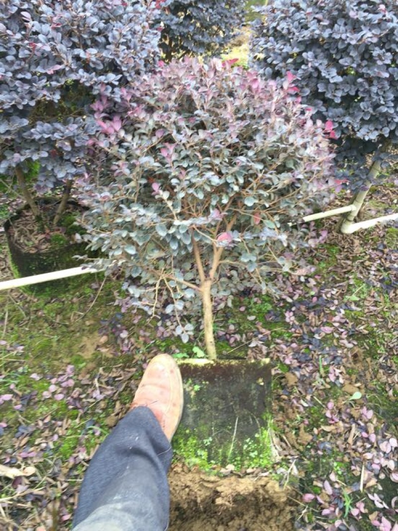 红花继木球60~70cm红花继木苗带土发货技术指导