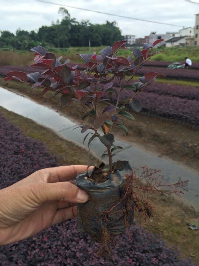 红花继木球60~70cm红花继木苗带土发货技术指导