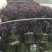 红花继木球60~70cm红花继木苗带土发货技术指导