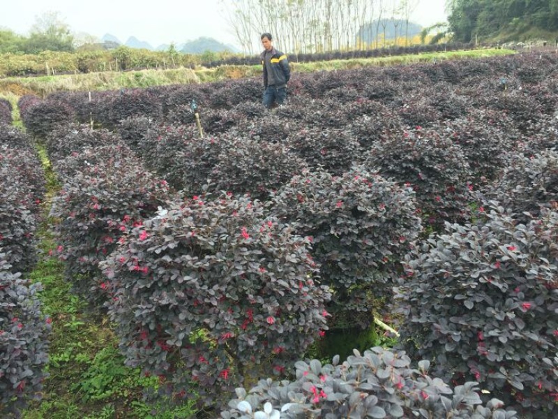 红花继木球60~70cm红花继木苗带土发货技术指导