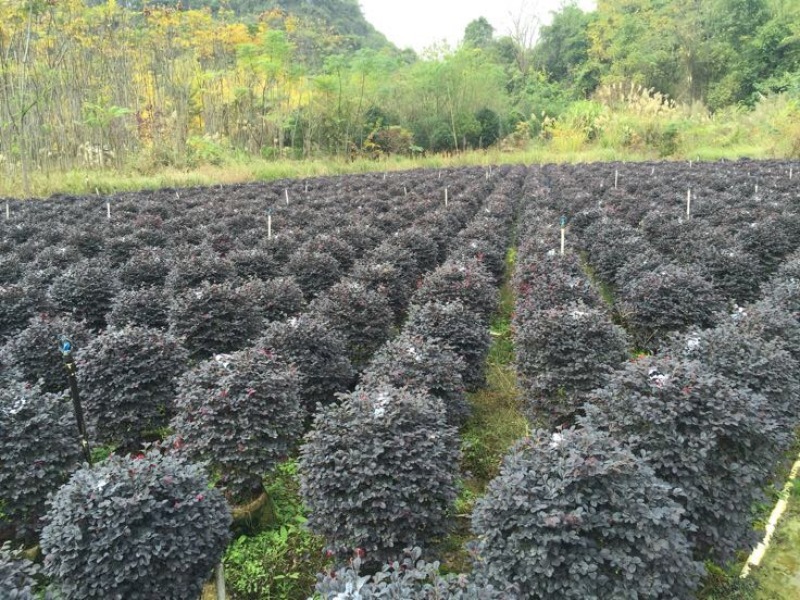 红花继木球60~70cm红花继木苗带土发货技术指导