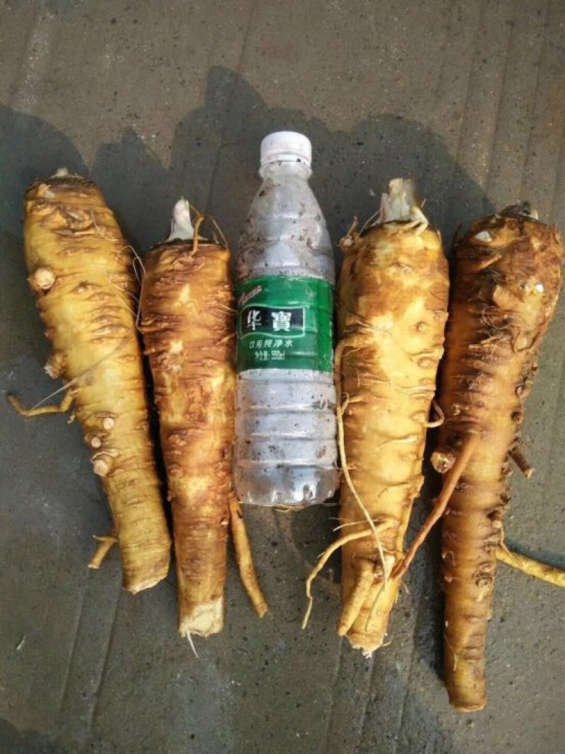 白芷选装有硫大白芷