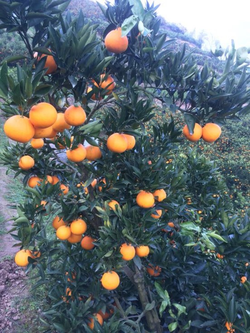 【走量】纽荷尔脐橙长虹脐橙普脐实地看货