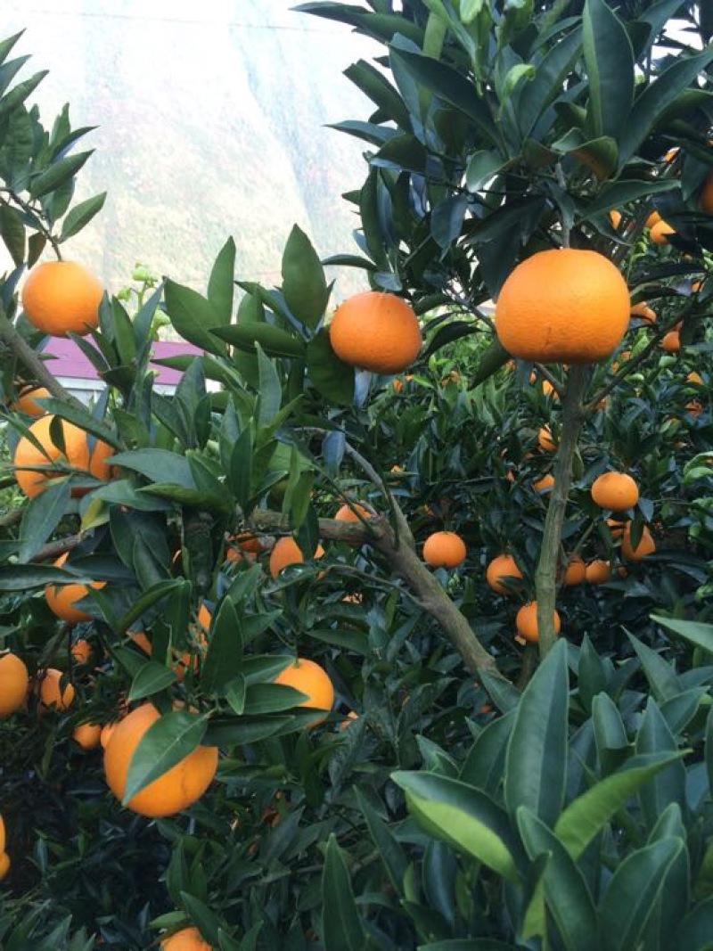 【走量】纽荷尔脐橙长虹脐橙普脐实地看货
