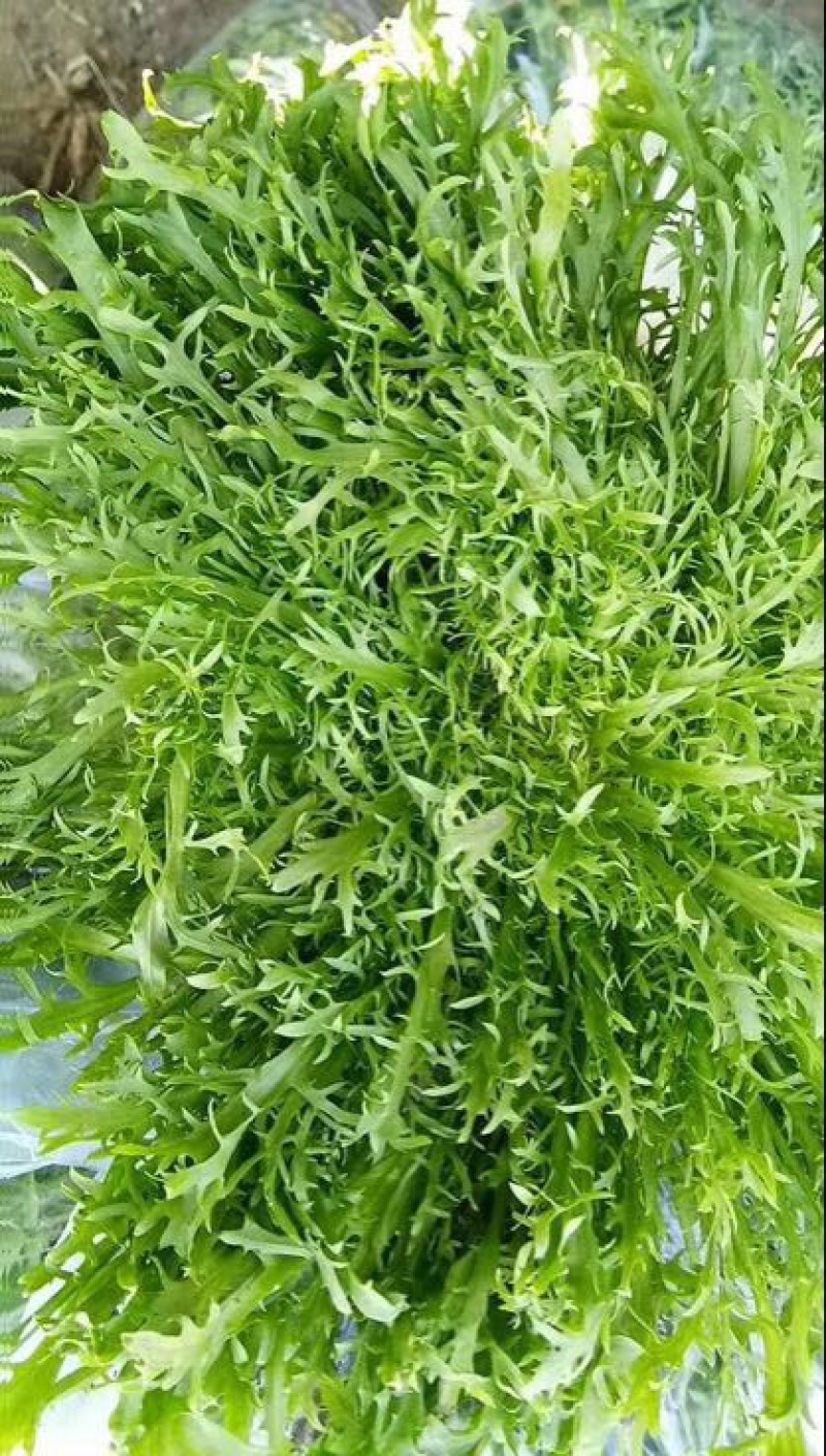 精品苦菊，15～20cm左右，产地直销，诚信为主