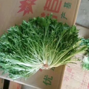 精品苦菊，15～20cm左右，产地直销，诚信为主