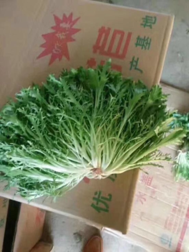 精品苦菊，15～20cm左右，产地直销，诚信为主