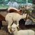 羊驼成年羊驼小羊驼一只也可以发货矮马骑乘马